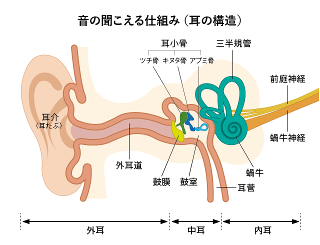 音の聞こえる仕組み(耳の構造図)