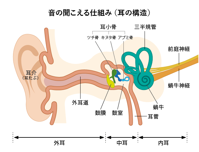 耳の構造図
