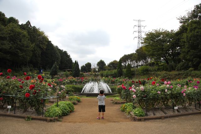 町田ダリア園