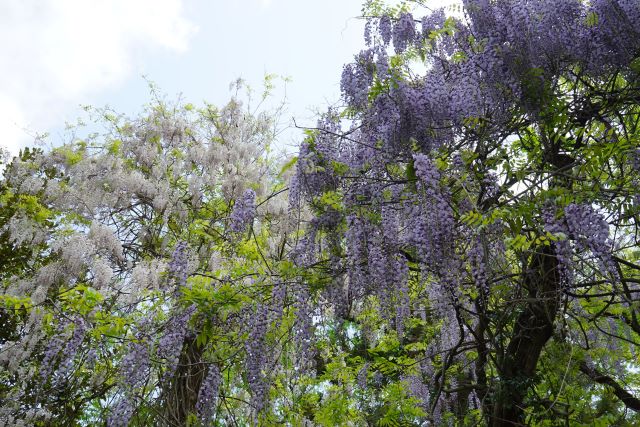 春日大社・萬葉植物園の藤は他とは違う野性味あふれた藤が見られて圧巻