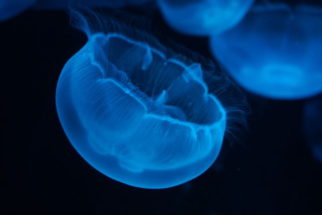 一緒に海を漂っているような幻想的な世界に浸れる京都水族館のクラゲ