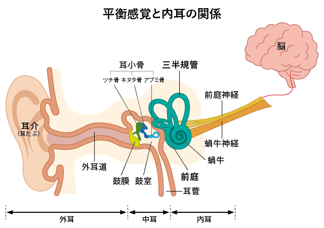 図解・平衡感覚と内耳の関係(難聴と平衡感覚はどちらも内耳という共通の器官が司っているため密接に関係する)