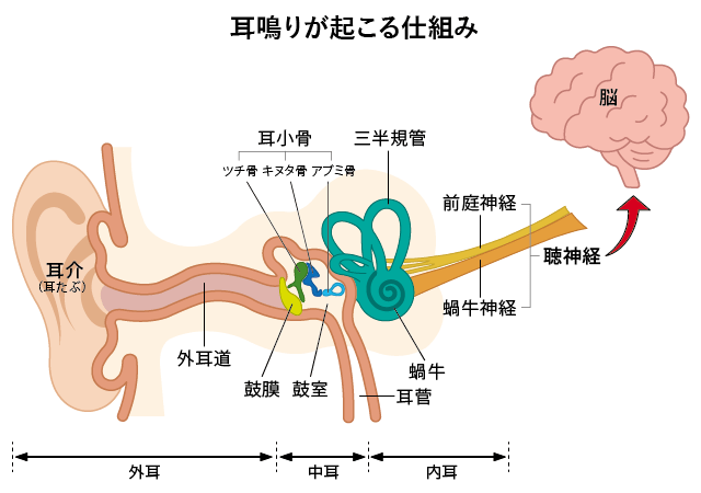 耳鳴りが起こる仕組み・図解、耳鳴りは鼓膜だけではなく耳の奥にある内耳や聴神経、脳で起きている